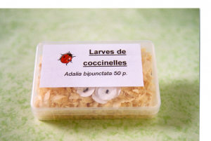 Infos Kit Coccinelles Adalia